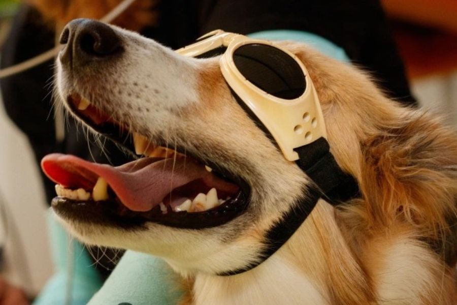 How Laser Therapy Helps Pets Recover Faster