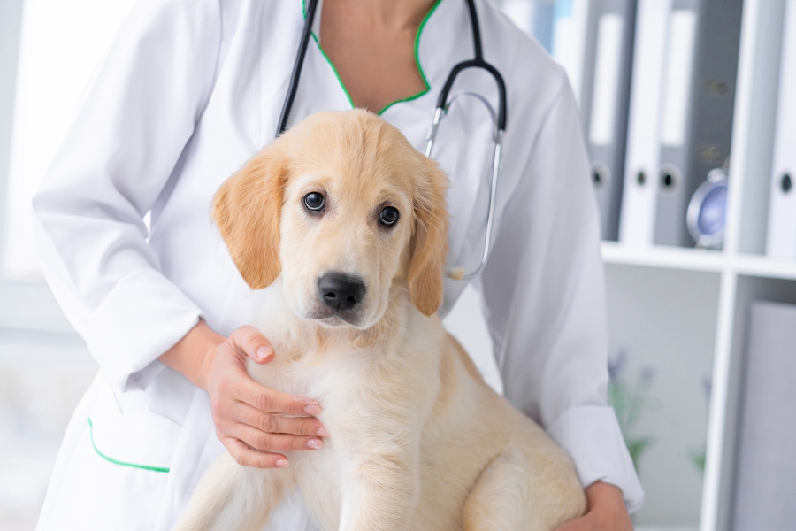 annual-pet-wellness-exam