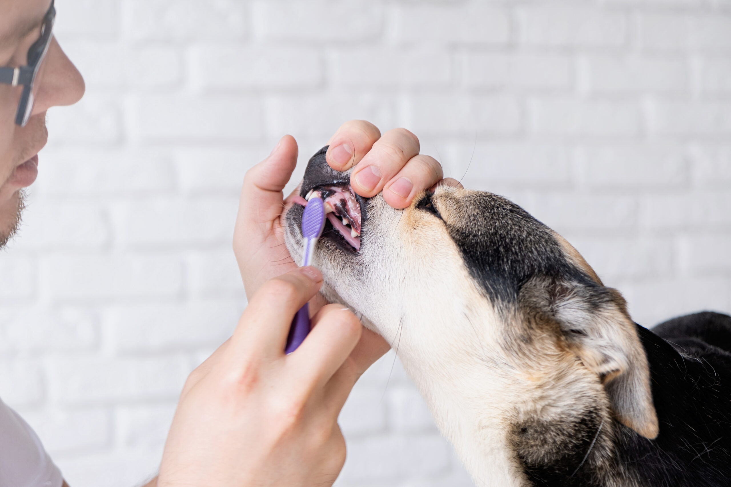 how-to-brush-your-dogs-teeth