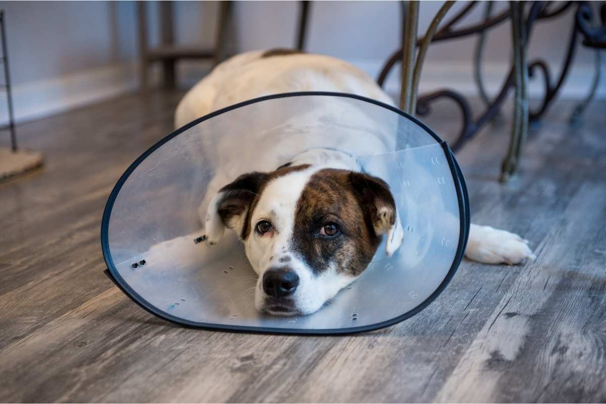 Neutering-Recovery-Guide-for-Male-Dogs