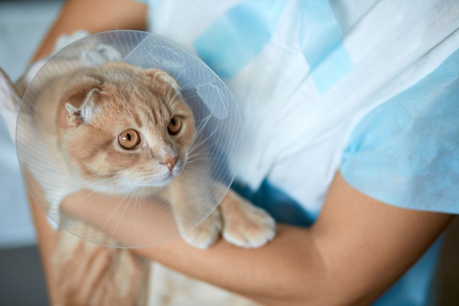how-to-care-for-your-cat-after-surgery