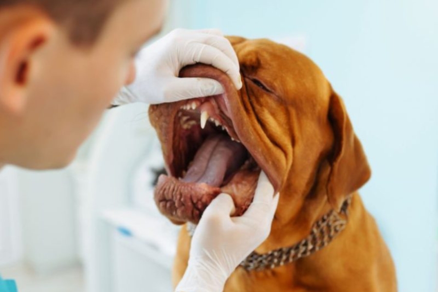 how-to-improve-your-dogs-bad-breath-with-dental-care