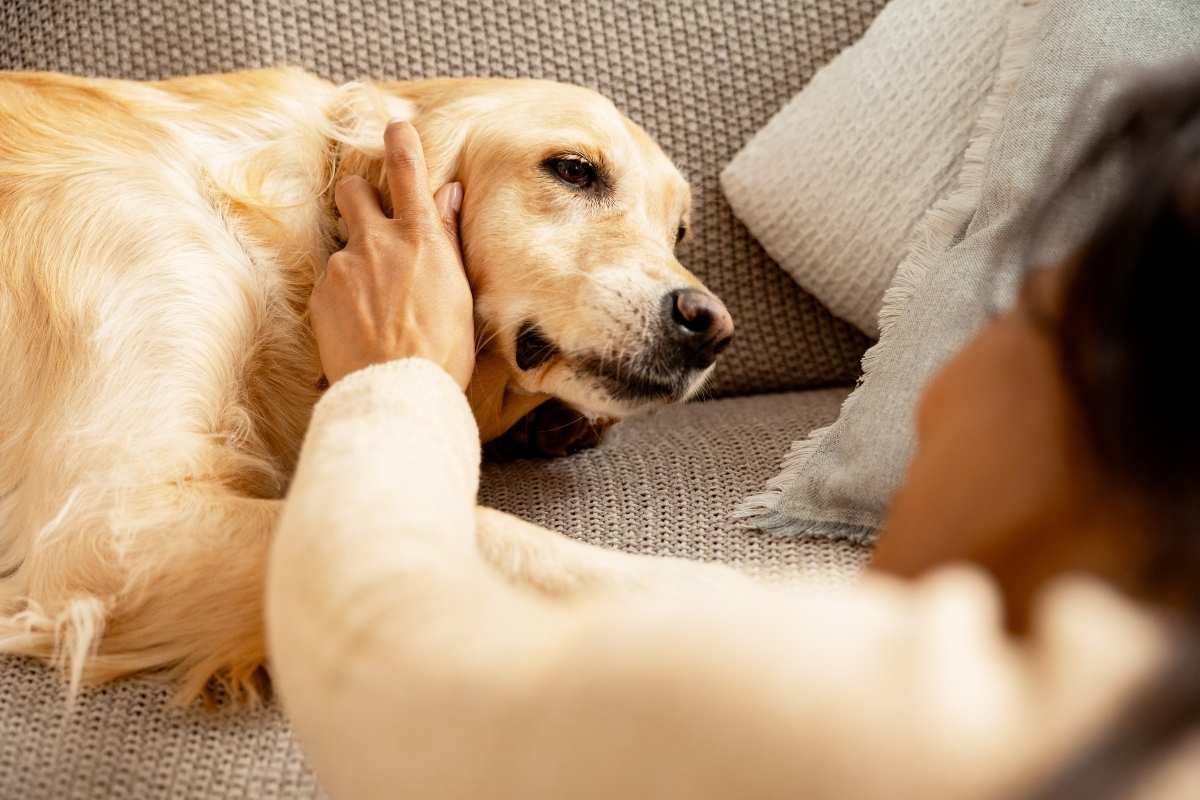 Sudden Behavior Changes in Pets: Warning Signs You Shouldn’t Ignore