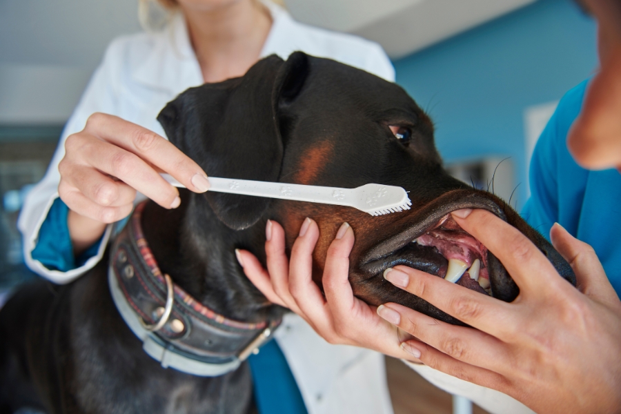 essential-tips-to-keep-your-dogs-teeth-clean-and-healthy