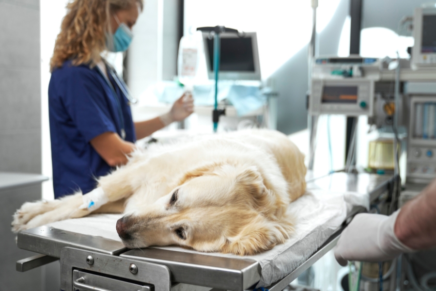 pre-surgical-testing-is-essential-before-your-pets-surgery