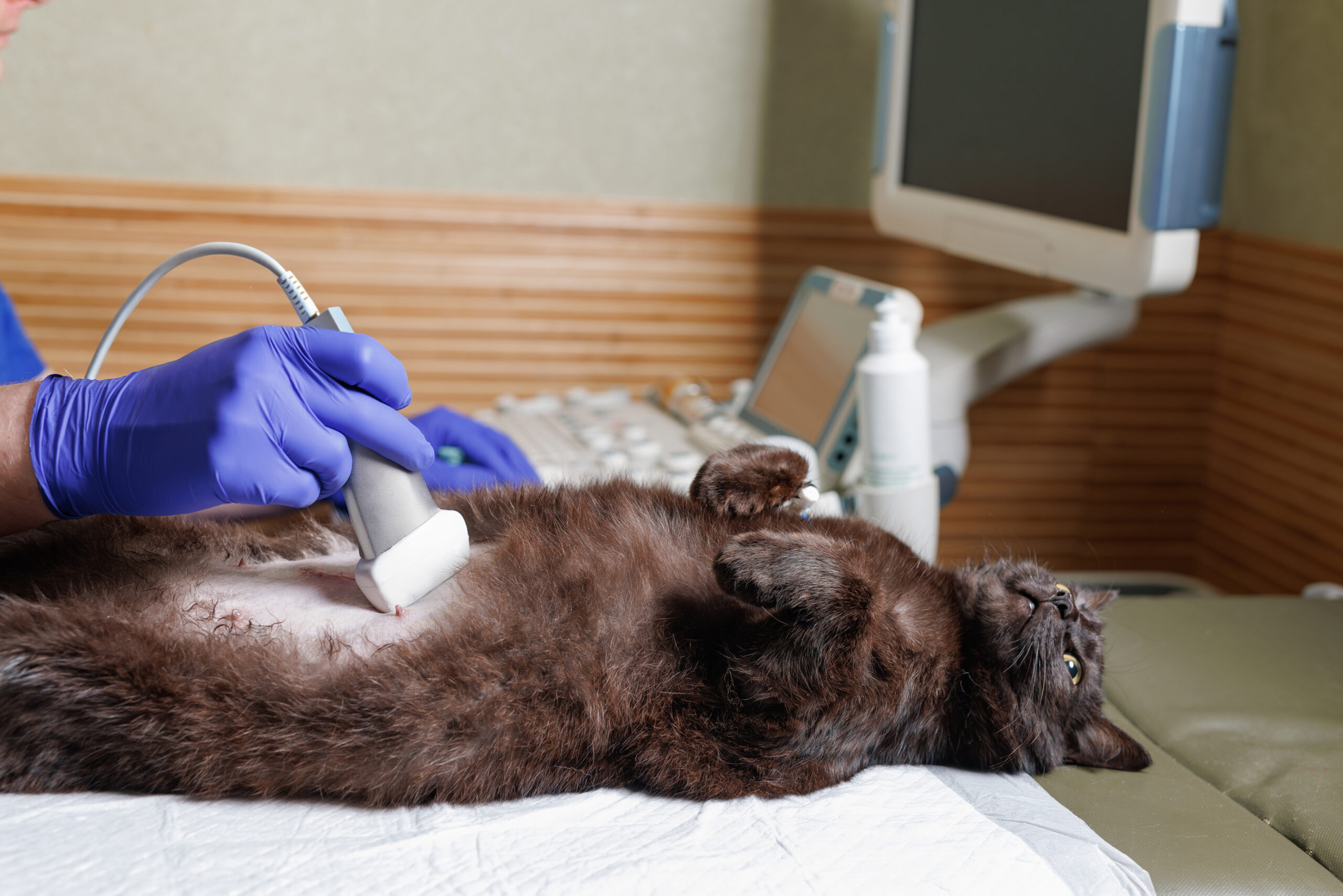 How Veterinary Diagnostic Care Helps Detect Chronic Diseases in Pets