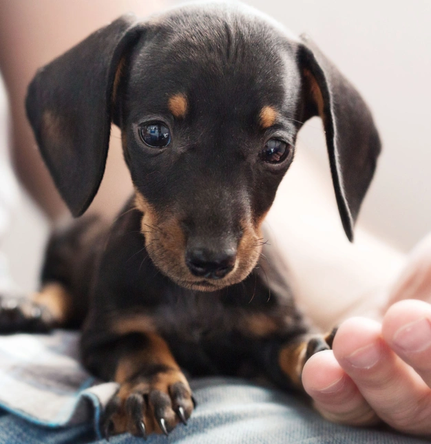 Small black and tan puppy resting while a person gently holds its front paw