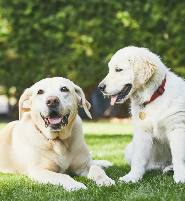 Two happy cream-colored dogs, one lying down and one sitting with a red collar, together on a grassy lawn
